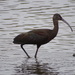 White-faced Ibis - Photo (c) Franco N. Fabre, some rights reserved (CC BY-NC-ND), uploaded by Franco N. Fabre
