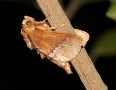 Birthamula rufa