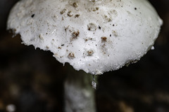 Amanita strobiliformis