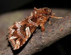 Callopistria exotica