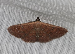 Cerynea punctilinealis