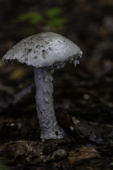 Amanita strobiliformis