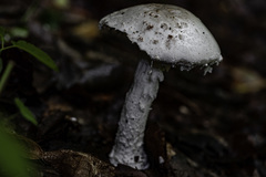 Amanita strobiliformis