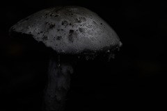 Amanita strobiliformis