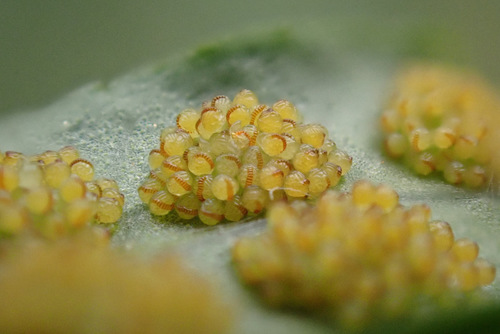 Polypodium vulgare iNat (1)