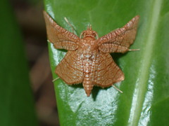 Hexeris enhydris