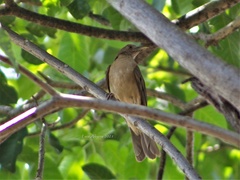 Turdus grayi