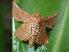Hexeris enhydris