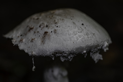 Amanita strobiliformis