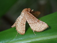 Hexeris enhydris