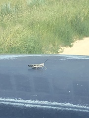 Trimerotropis cincta