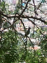 Ptiliogonys cinereus