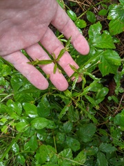 Lysimachia lanceolata