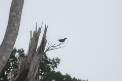 Hylopsar purpureiceps