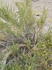 Arthrocaulon macrostachyum