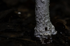 Amanita strobiliformis