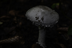 Amanita strobiliformis
