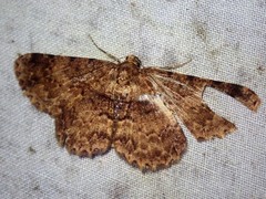 Psilalcis subfasciata