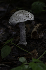 Amanita strobiliformis