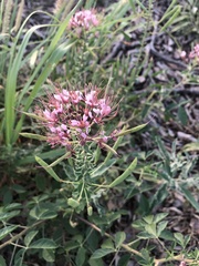 Polanisia dodecandra riograndensis