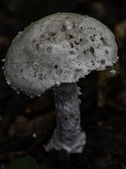 Amanita strobiliformis