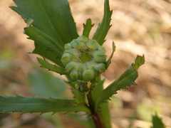 Lepidophorum repandum