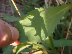 Lepidophorum repandum