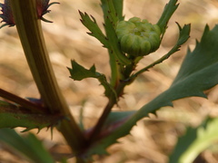 Lepidophorum repandum