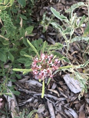 Polanisia dodecandra riograndensis