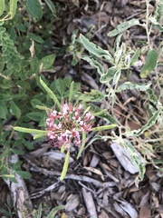 Polanisia dodecandra riograndensis