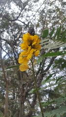 Senna didymobotrya