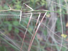 Stipa borysthenica