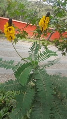 Senna didymobotrya
