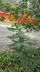 Senna didymobotrya