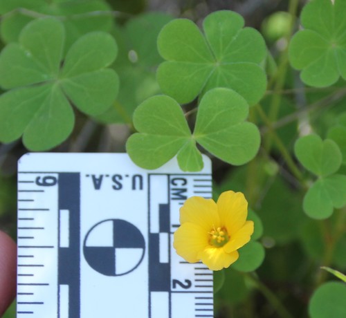 Oxalis californica (Oxalis californica)