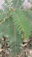 Senna didymobotrya
