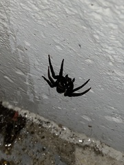 Segestria florentina