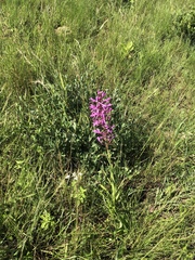 Disa nervosa