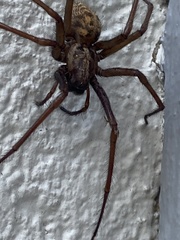 Segestria florentina