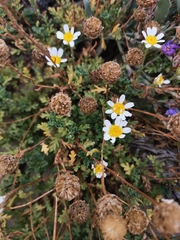 Anthemis maritima