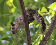 Sciurus variegatoides