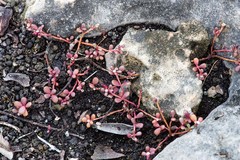 Portulaca minuta