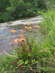 Sarracenia jonesii
