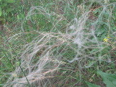 Stipa borysthenica