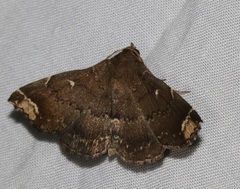 Adrapsa quadrilinealis