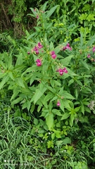 Impatiens glandulifera
