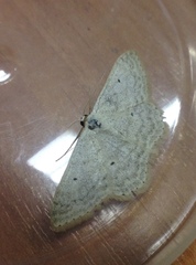 Scopula incanata