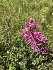 Disa nervosa