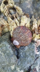 Chlamys hastata