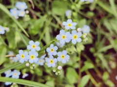 Myosotis